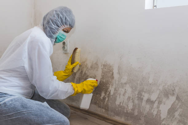 Wyoming, OH Mold Inspection, Removal & Remediation Company